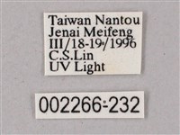 榆綠天蛾藏品圖，第3張