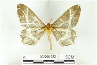 樹形尺蛾藏品圖，第2張