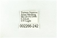 樹形尺蛾藏品圖，第3張