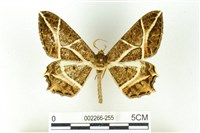 樹形尺蛾藏品圖，第1張