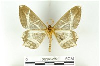 樹形尺蛾藏品圖，第2張