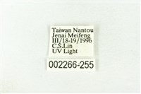 樹形尺蛾藏品圖，第3張