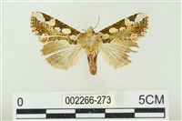 連珠波紋蛾藏品圖，第1張