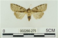 帶波紋蛾藏品圖，第1張