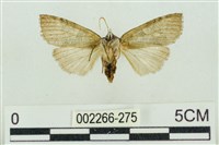 帶波紋蛾藏品圖，第2張