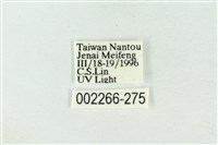 帶波紋蛾藏品圖，第3張