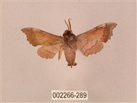 楓天蛾藏品圖，第2張