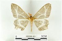 樹形尺蛾藏品圖，第2張