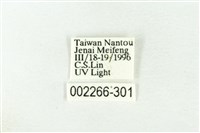 樹形尺蛾藏品圖，第3張