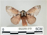 銀肩枯葉蛾藏品圖，第1張