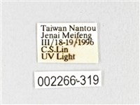 銀肩枯葉蛾藏品圖，第3張