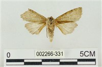 帶波紋蛾藏品圖，第2張