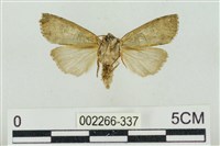 帶波紋蛾藏品圖，第2張