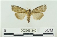 帶波紋蛾藏品圖，第1張