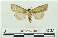 帶波紋蛾藏品圖，第2張