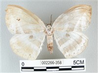 圓翅大鉤蛾藏品圖，第1張