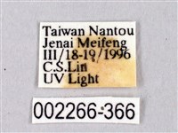 黑胸帶蛾藏品圖，第3張