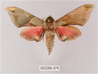 榆綠天蛾藏品圖，第1張