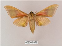 榆綠天蛾藏品圖，第2張