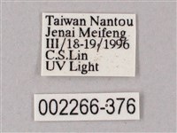 榆綠天蛾藏品圖，第3張