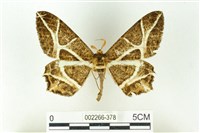 樹形尺蛾藏品圖，第1張