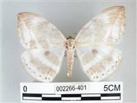 圓翅大鉤蛾藏品圖，第1張