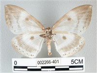 圓翅大鉤蛾藏品圖，第2張