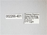 圓翅大鉤蛾藏品圖，第3張