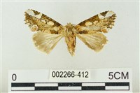 連珠波紋蛾藏品圖，第1張