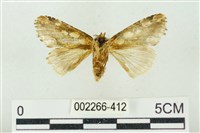 連珠波紋蛾藏品圖，第2張