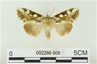 連珠波紋蛾藏品圖，第1張