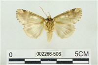 連珠波紋蛾藏品圖，第2張