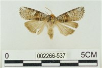 帶波紋蛾藏品圖，第1張