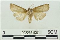 帶波紋蛾藏品圖，第2張