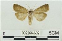 帶波紋蛾藏品圖，第2張