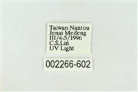 帶波紋蛾藏品圖，第3張