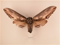 臺灣鋸翅天蛾藏品圖，第1張