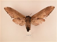 臺灣鋸翅天蛾藏品圖，第2張