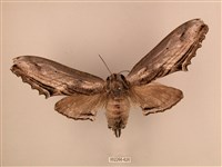 臺灣鋸翅天蛾藏品圖，第1張