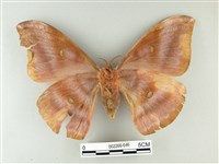 紅目天蠶蛾藏品圖，第2張