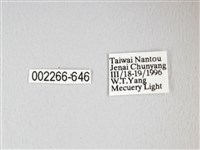 紅目天蠶蛾藏品圖，第3張