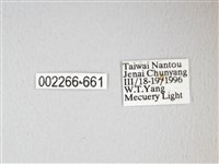 紅目天蠶蛾藏品圖，第3張