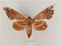 盾天蛾藏品圖，第2張