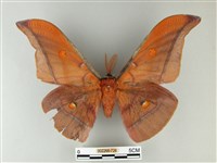 紅目天蠶蛾藏品圖，第1張