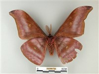 紅目天蠶蛾藏品圖，第2張