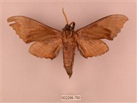 栗六點天蛾藏品圖，第2張