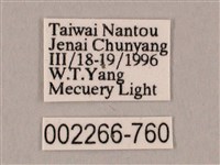 栗六點天蛾藏品圖，第3張