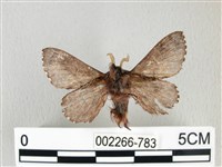 銀肩枯葉蛾藏品圖，第2張