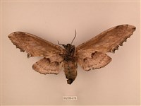 臺灣鋸翅天蛾藏品圖，第2張