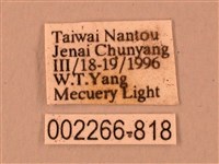 臺灣鋸翅天蛾藏品圖，第3張